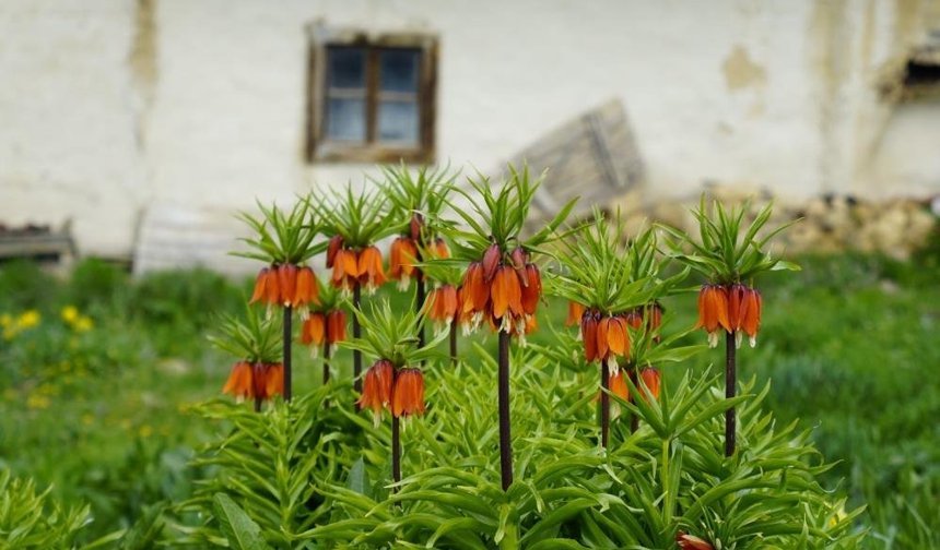 Ağlayan gelinler 5 yıl sonra baharı karşıladı