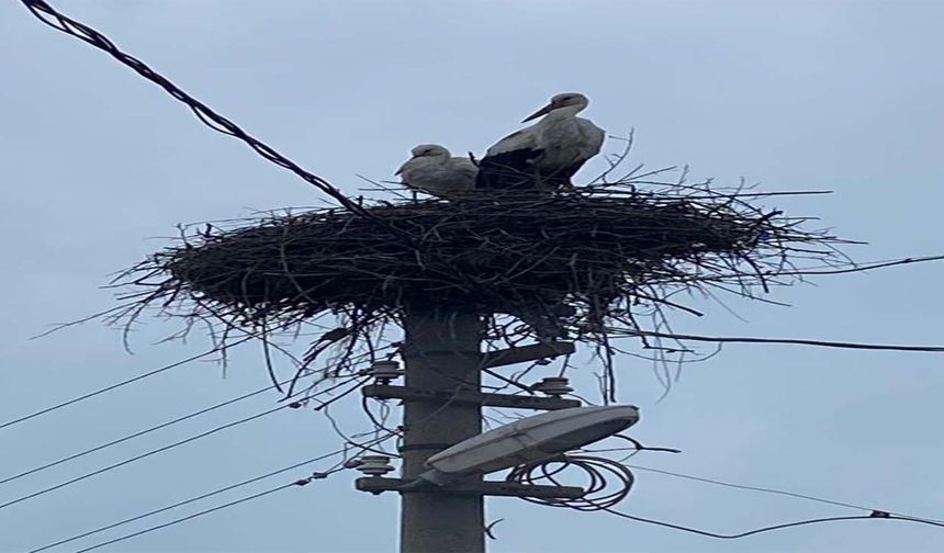 2 aşık leylek geleneği bozmadı