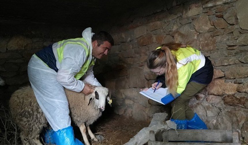 Başkan Çavuşoğlu’nun hayvancılık hamlesine üreticiden tam not