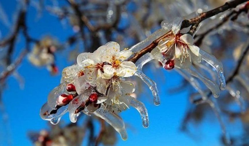 Denizli İl Tarım Müdürlüğü'nden Zirai Don Uyarısı