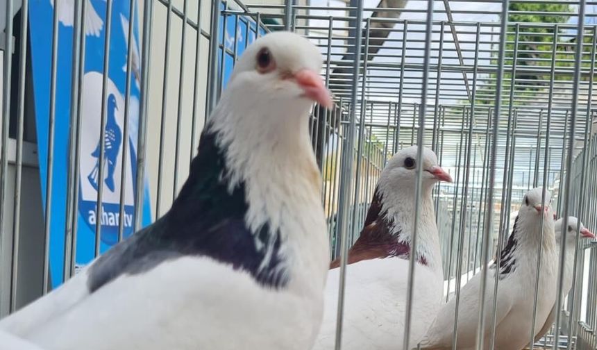 Denizli’nin Asırlık Mirası Dolapçı Güvercinleri Güzellikleriyle Büyüledi