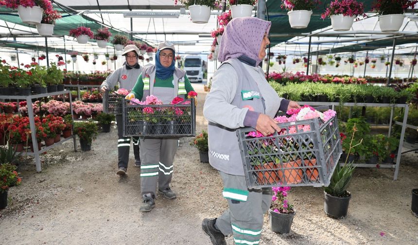 Pamukkale Belediyesi Üretiyor, Pamukkale Kendi Çiçeğiyle Güzelleşiyor