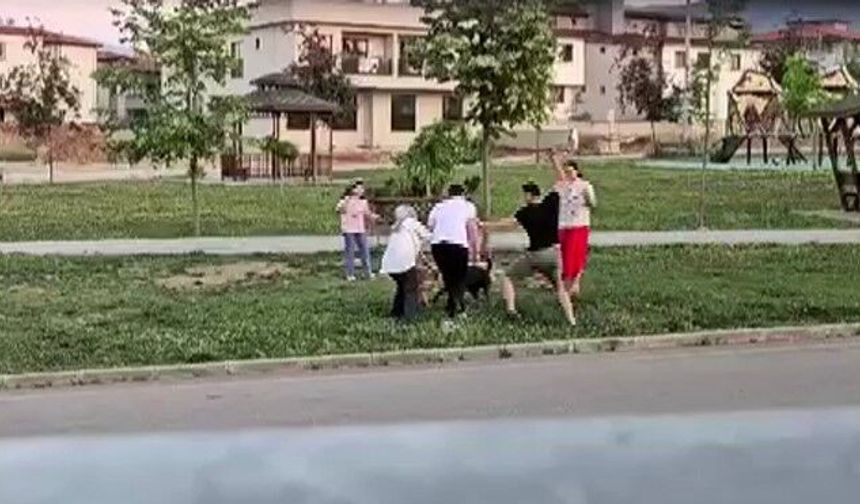 Denizli'de Dehşet Anları: Parkta Köpeğe Saldıran Başıboş Hayvanı Doktor Çekiçle Öldürdü!