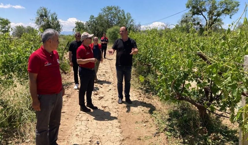 Çal’da Dolu Yağışı Ürünlere Zarar Verdi