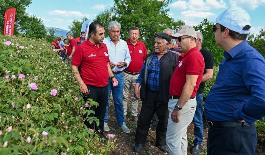 Denizli Çardak’ta Gül Hasadı Başladı