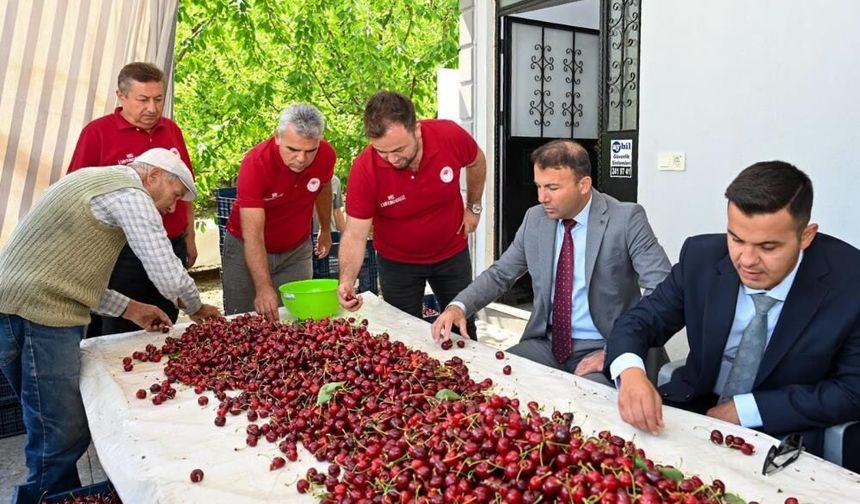 Honaz’da Kiraz Hasadı Başladı