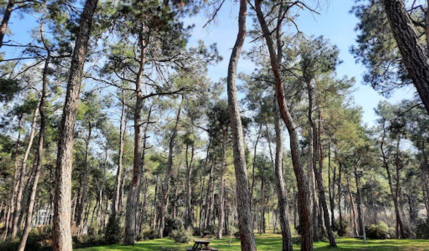 Denizli 'de  Ormanlara Giriş Yasağı Başladı