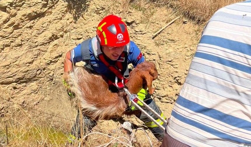 Çukura Düşen Küçükbaş Hayvanı İtfaiye Kurtardı