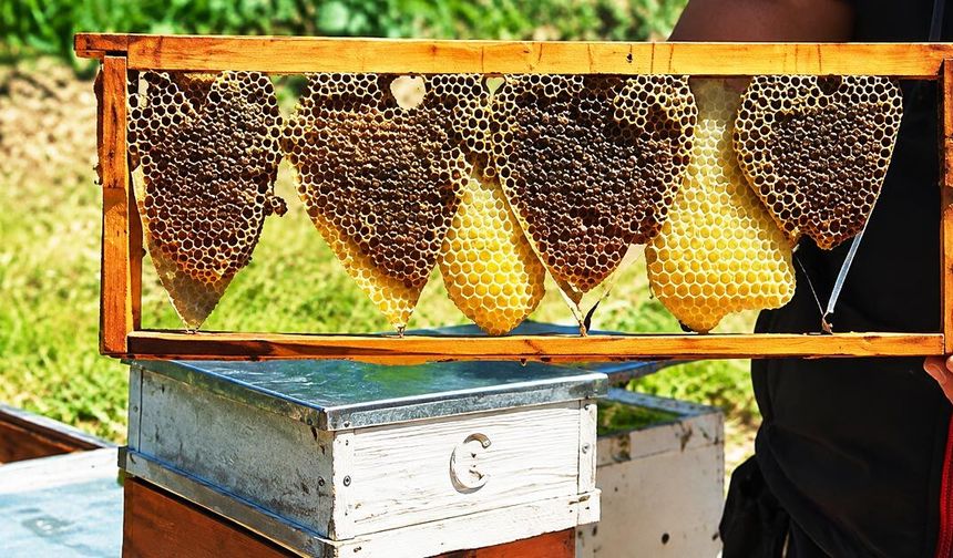 Kovan Denetiminde Bulunan Kalp Şeklindeki Petek Görenleri Şaşırttı