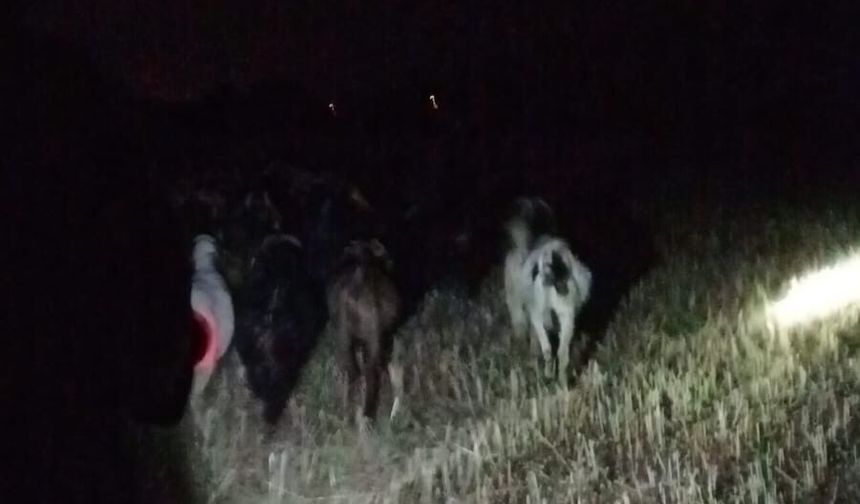 Çivril Jandarması Kayıp Keçileri Kısa Sürede Buldu