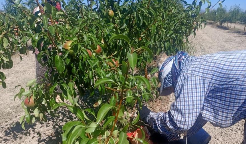 Çivril'li Kadınlar Meyve Bahçelerinde Geleceği Şekillendiriyor