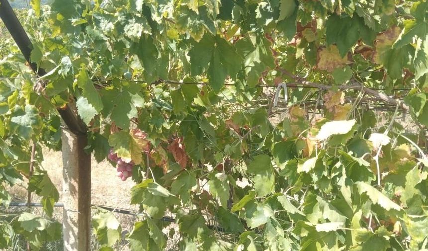 Denizli'de Emek Hırsızları Bağdan 2 Ton Üzüm Çaldı