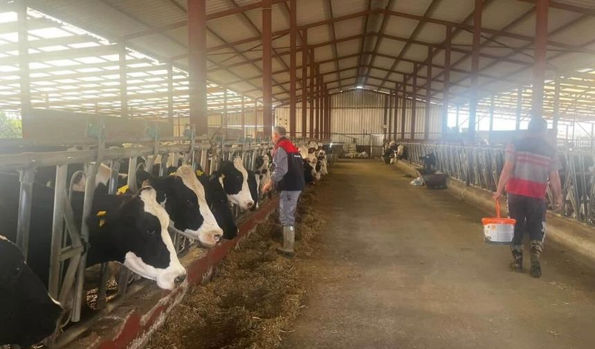 Baklan'da Sonbahar Dönemi Şap Aşılamaları Başladı