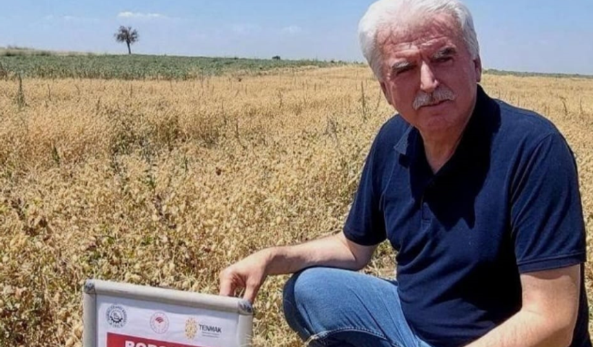 Yerli Nohut Çeşidinde Hasat Zinciri Büyüyor