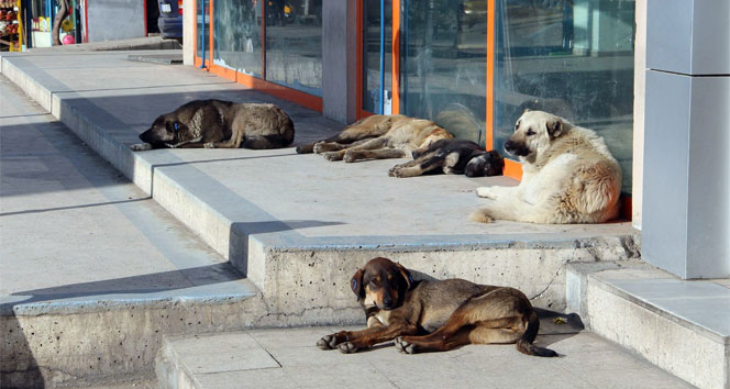 Cumhurbaşkani Erdoğan'dan Sokak Köpekleri̇ İçi̇n Tali̇mat (1)