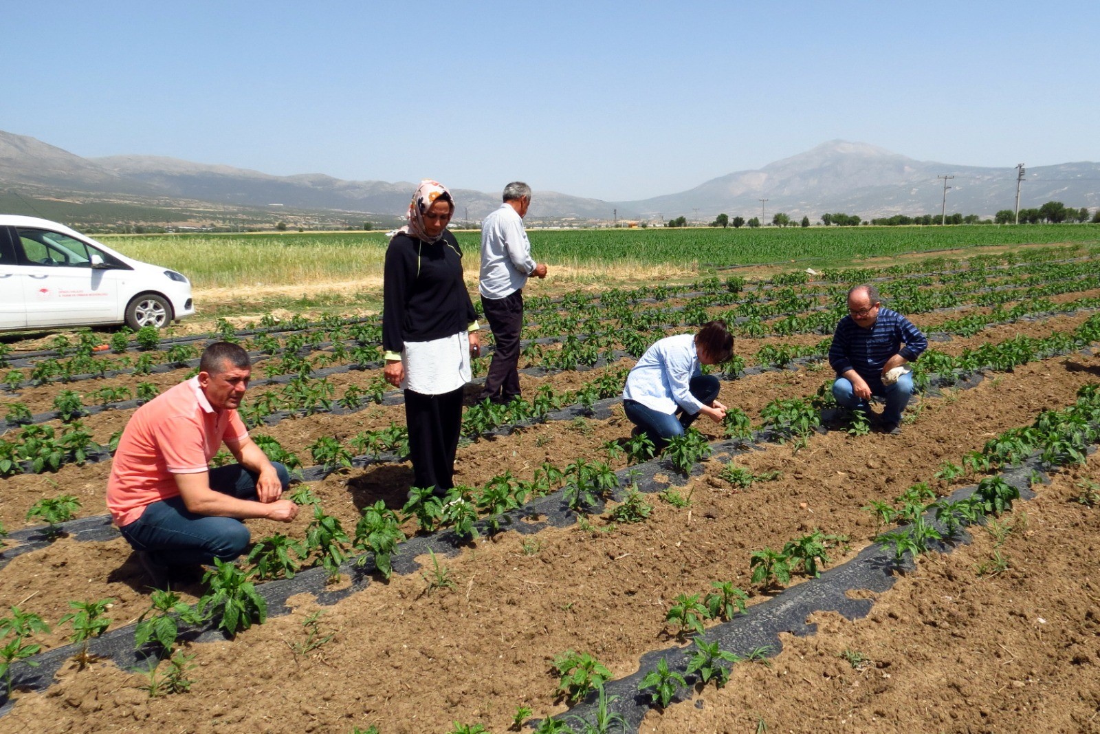 Denizli İl Tarım Müdürlüğü Ekipleri Sahada Çalışıyor (5)