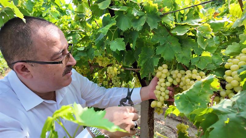 Denizli’de Üzüm Hasadı Başladı (1)