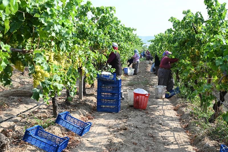 Denizli’de Üzüm Hasadı Başladı (9)