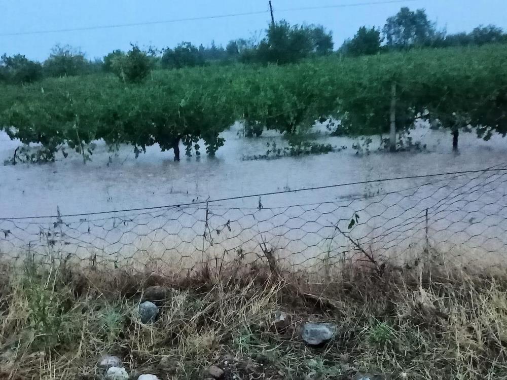 Hasat Önü Üzüm Bağlarini Dolu Vurdu (1)