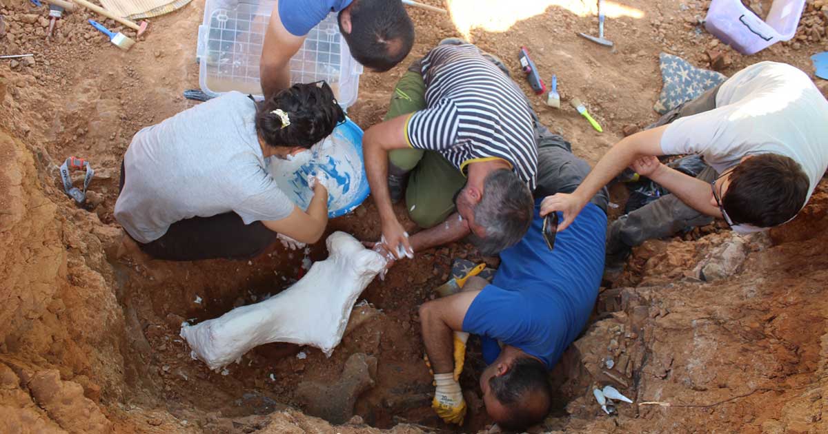 9 Milyon Yıllık ‘Kılıç Dişli’ Kedi Fosili Bulundu (1)