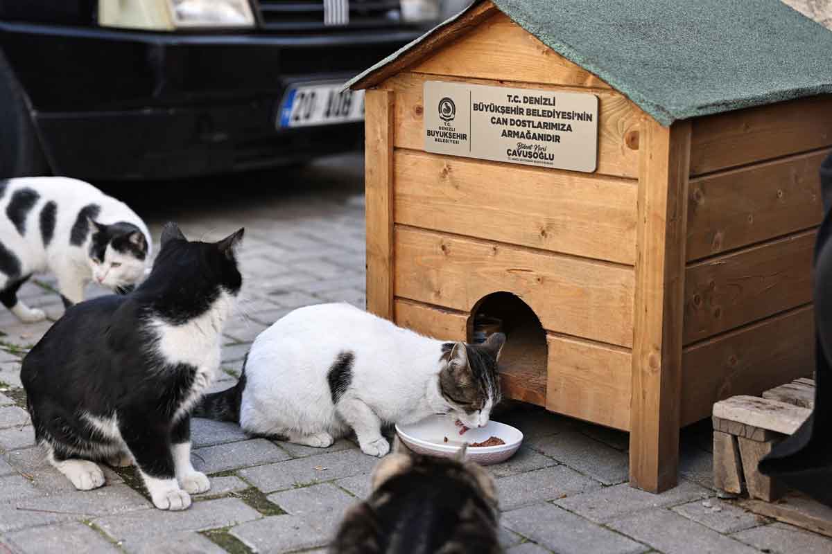 Denizli Buyuksehir Hayvansever2