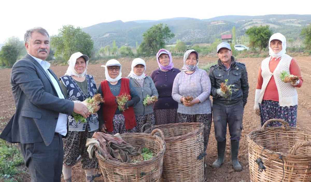 Denizlide Ureticiler Tutun Fidelerini Toprakla Bulusturdu 2