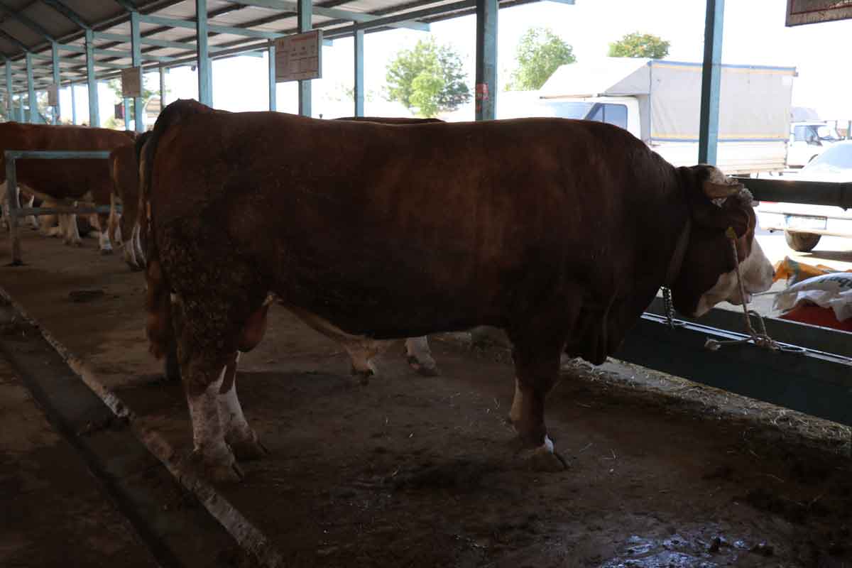 Kurban Bayrami Denizli En Buyuk Kurbanlik3