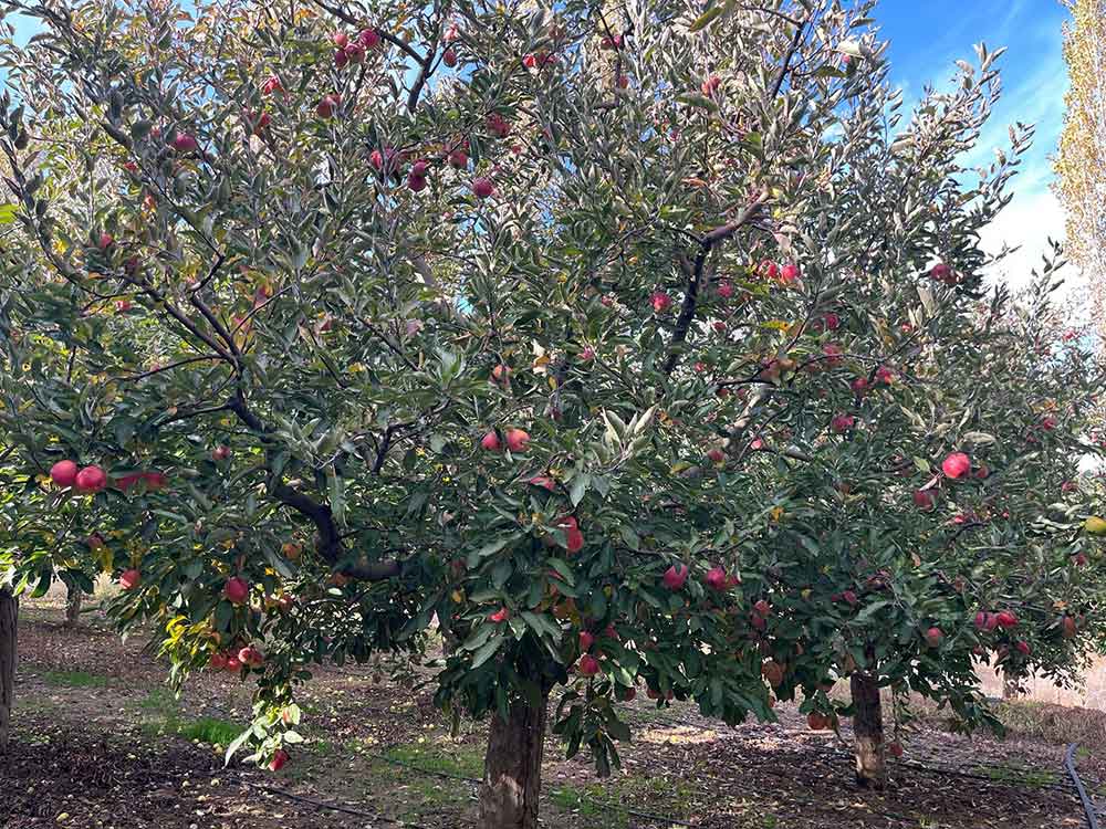 Buldan Elmasi Bu Yil Rekor Kirdi Ureticinin Yuzu Guldu 3