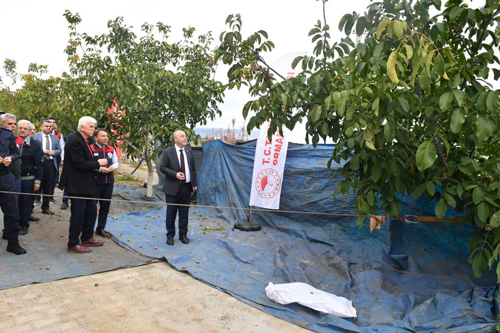 Cevizin Baskenti Denizlide Ceviz Hasadi Basladi1
