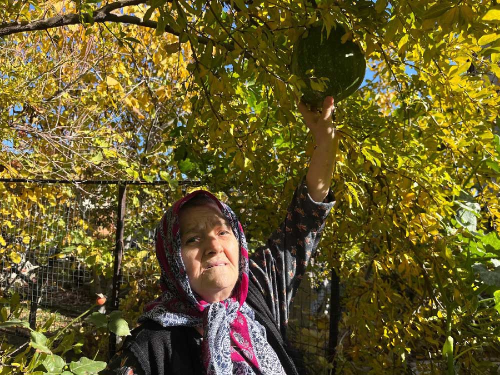 Bahceye Ektigi Kabak Nar Agacinin Tepesinde Meyve Verdi 1