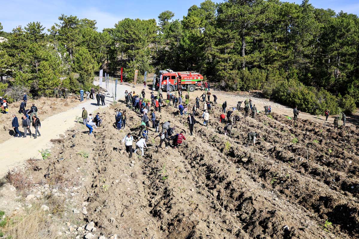 Camelide 11 Kasim Milli Agaclandirma Gunu Kapsaminda Fidanlar Toprakla Bulustu1