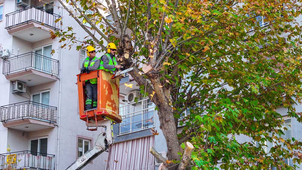 Denizli Budama Calismalari Devam Ediyor1